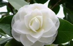 Morning Glow Camellia Japonica - 1 Gallon Pot -Lawn Starter Shop Camellia Morning Glow 800x500 1