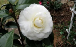 Morning Glow Camellia Japonica - 1 Gallon Pot -Lawn Starter Shop Camellia Morning Glow 9
