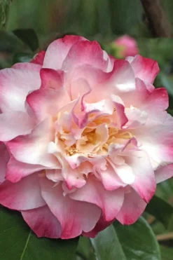 Nuccio's Jewel Camellia Japonica - 3 Gallon Pot -Lawn Starter Shop Camellia Nucios Jewel 3 1