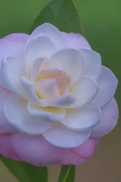 October Affair Camellia Japonica - 3 Gallon Pot -Lawn Starter Shop Camellia October Affair 6