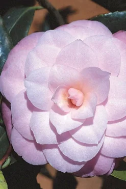 October Affair Camellia Japonica - 3 Gallon Pot -Lawn Starter Shop Camellia October Affair 8