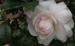 October Magic Dawn Camellia - 1 Gallon Pot -Lawn Starter Shop Camellia October Magic Dawn