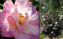 October Magic Orchid Camellia - 1 Gallon Pot -Lawn Starter Shop Camellia October Magic Orchid Flowers 2 1