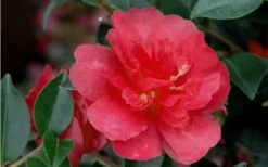 October Magic Rose Camellia - 1 Gallon Pot -Lawn Starter Shop Camellia October Magic Rose Closeup Flower 2