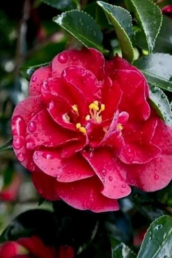 October Magic Ruby Camellia - 3 Gallon Pot -Lawn Starter Shop Camellia October Magic Ruby 23