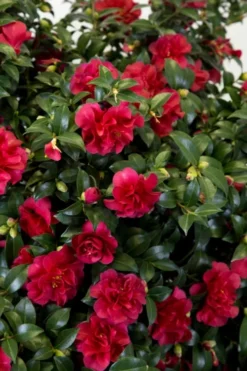 October Magic Ruby Camellia - 3 Gallon Pot -Lawn Starter Shop Camellia October Magic Ruby 27