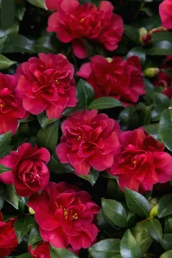 October Magic Ruby Camellia - 3 Gallon Pot -Lawn Starter Shop Camellia October Magic Ruby 28