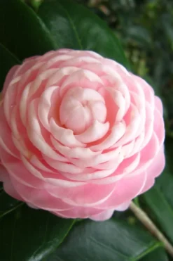 Pink Perfection Camellia Japonica - 7 Gallon Pot (3-4') -Lawn Starter Shop Camellia Pink Perfection 27 1