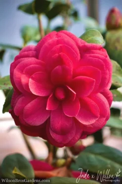 Purple Dawn Camellia Japonica - 3 Gallon Pot -Lawn Starter Shop Camellia Purple Dawn JW 1