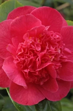 Red Fellow Camellia Japonica - 1 Gallon Pot -Lawn Starter Shop Camellia Red Fellow 1