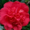 Red Fellow Camellia Japonica - 1 Gallon Pot