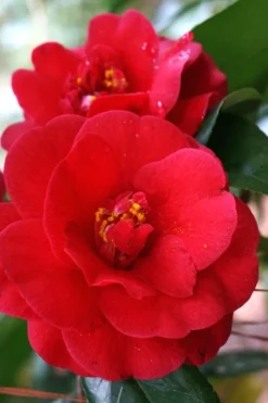 Rosehill Red Camellia - 3 Gallon Pot -Lawn Starter Shop Camellia Rose Hill Red 2