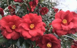 Royal Velvet Red Camellia Japonica - 3 Gallon Pot -Lawn Starter Shop Camellia Royal Velvet 3