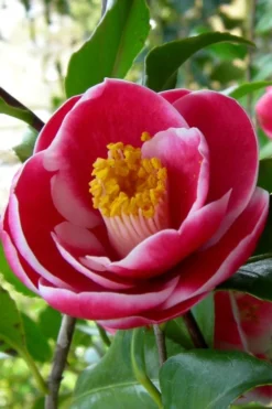 Sadaharu Oh Camellia - 3 Gallon Pot -Lawn Starter Shop Camellia Sadaharu Oh 6