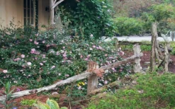 Sarrel Dwarf Camellia Sasanqua - 1 Gallon Pot 7 Sarrel Dwarf Camellia Sasanqua - 1 Gallon Pot -Lawn Starter Shop Camellia Sarrel 5