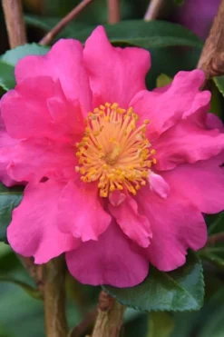 Sekiyo Camellia Sasanqua - 3 Gallon Pot