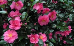 Shishi Gashira Dwarf Camellia Sasanqua - 6 Pack Of 1 Gallon Pots -Lawn Starter Shop Camellia Shishi Gashira 24 1
