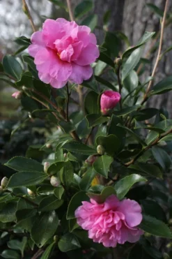 Showa No Sakae Dwarf Camellia Sasanqua - 3 Gallon Pot -Lawn Starter Shop Camellia Showa No Sakae 12 1