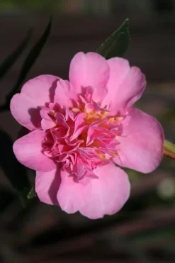 Showa No Sakae Dwarf Camellia Sasanqua - 3 Gallon Pot -Lawn Starter Shop Camellia Showa No Sakae 13 1
