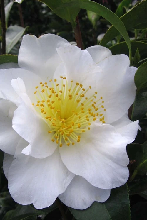 Silver Waves Camellia Japonica - 3 Gallon Pot 1 Silver Waves Camellia Japonica - 3 Gallon Pot