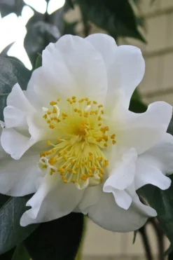 Silver Waves Camellia Japonica - 3 Gallon Pot 8 Silver Waves Camellia Japonica - 3 Gallon Pot -Lawn Starter Shop Camellia Silver Waves 6