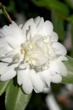 Snow Flurry Cold Hardy Camellia Hybrid - 3 Gallon Pot -Lawn Starter Shop Camellia Snow Flurry 8