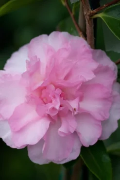 Sarrel Dwarf Camellia Sasanqua - 1 Gallon Pot