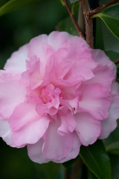 Sarrel Dwarf Camellia Sasanqua - 1 Gallon Pot 1 Sarrel Dwarf Camellia Sasanqua - 1 Gallon Pot