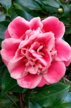 Tama Bambino Camellia Japonica - 3 Gallon Pot -Lawn Starter Shop Camellia Tama Bambino 1