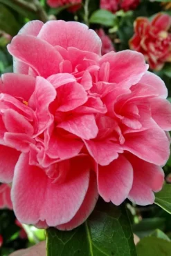 Tama Bambino Camellia Japonica - 3 Gallon Pot -Lawn Starter Shop Camellia Tama Bambino 10