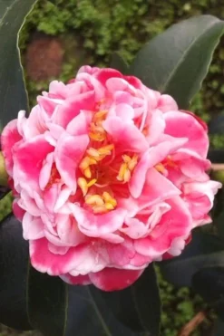 Tama Bambino Camellia Japonica - 3 Gallon Pot -Lawn Starter Shop Camellia Tama Bambino 2