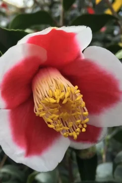 Tama No Ura Weeping Camellia Japonica - 1 Gallon Pot -Lawn Starter Shop Camellia Tama No Ura 1