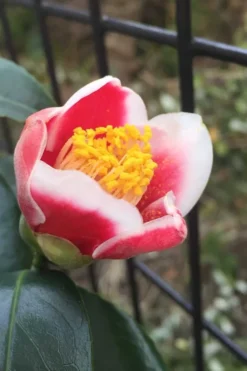 Tama No Ura Weeping Camellia Japonica - 1 Gallon Pot -Lawn Starter Shop Camellia Tama No Ura 4