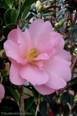 Taylors Perfection Pink Camellia Hybrid - 3 Gallon Pot -Lawn Starter Shop Camellia Taylors Perfection 60