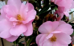 Taylors Perfection Pink Camellia Hybrid - 3 Gallon Pot -Lawn Starter Shop Camellia Taylors Perfection 61