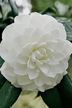 White By The Gate Camellia Japonica - 6 Pack Of 1 Gallon Pot