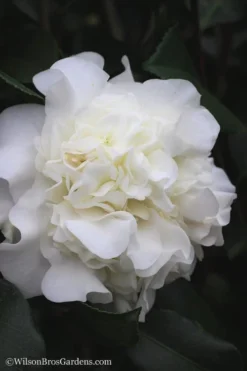 White Debutante Camellia Japonica - 3 Gallon Pot -Lawn Starter Shop Camellia White Debutante 22