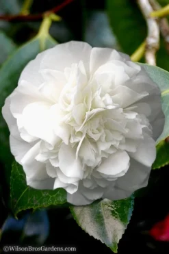 White Debutante Camellia Japonica - 3 Gallon Pot -Lawn Starter Shop Camellia White Debutante 5