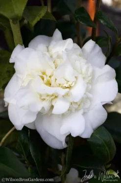 White Debutante Camellia Japonica - 3 Gallon Pot -Lawn Starter Shop Camellia White Debutante JW 2