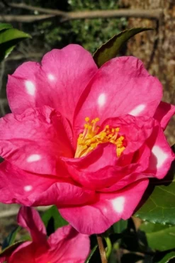 Winter's Fire Cold Hardy Camellia - 3 Gallon Pot -Lawn Starter Shop Camellia Winters Fire 1