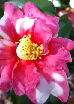 Winter's Fire Cold Hardy Camellia - 3 Gallon Pot -Lawn Starter Shop Camellia Winters Fire 11