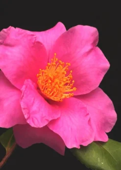 Winter's Fire Cold Hardy Camellia - 3 Gallon Pot -Lawn Starter Shop Camellia Winters Fire 13