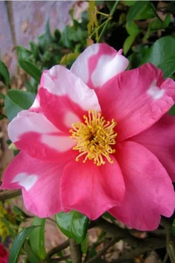 Winter's Fire Cold Hardy Camellia - 3 Gallon Pot -Lawn Starter Shop Camellia Winters Fire 5