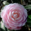 Winter's Rose Cold Hardy Dwarf Camellia - 1 Gallon Pot
