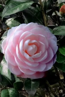 Winter's Rose Cold Hardy Dwarf Camellia - 1 Gallon Pot