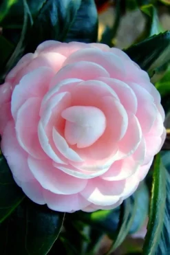 Winter's Rose Cold Hardy Dwarf Camellia - 1 Gallon Pot -Lawn Starter Shop Camellia Winters Rose 6