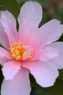 Winter's Toughie Cold Hardy Camellia - 3 Gallon Pot -Lawn Starter Shop Camellia Winters Toughie 3