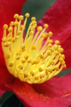 Yuletide Camellia Sasanqua - 1 Gallon Pot -Lawn Starter Shop Camellia Yuletide 30