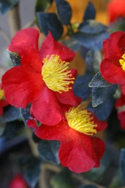 Yuletide Camellia Sasanqua - 1 Gallon Pot -Lawn Starter Shop Camellia Yuletide 32