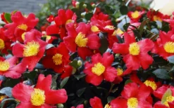 Yuletide Camellia Sasanqua - 1 Gallon Pot -Lawn Starter Shop Camellia Yuletide 34